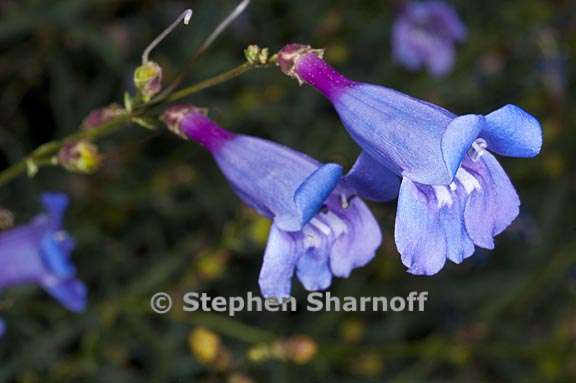 penstemon azureus var azureus 8 graphic